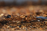 Snow bunting